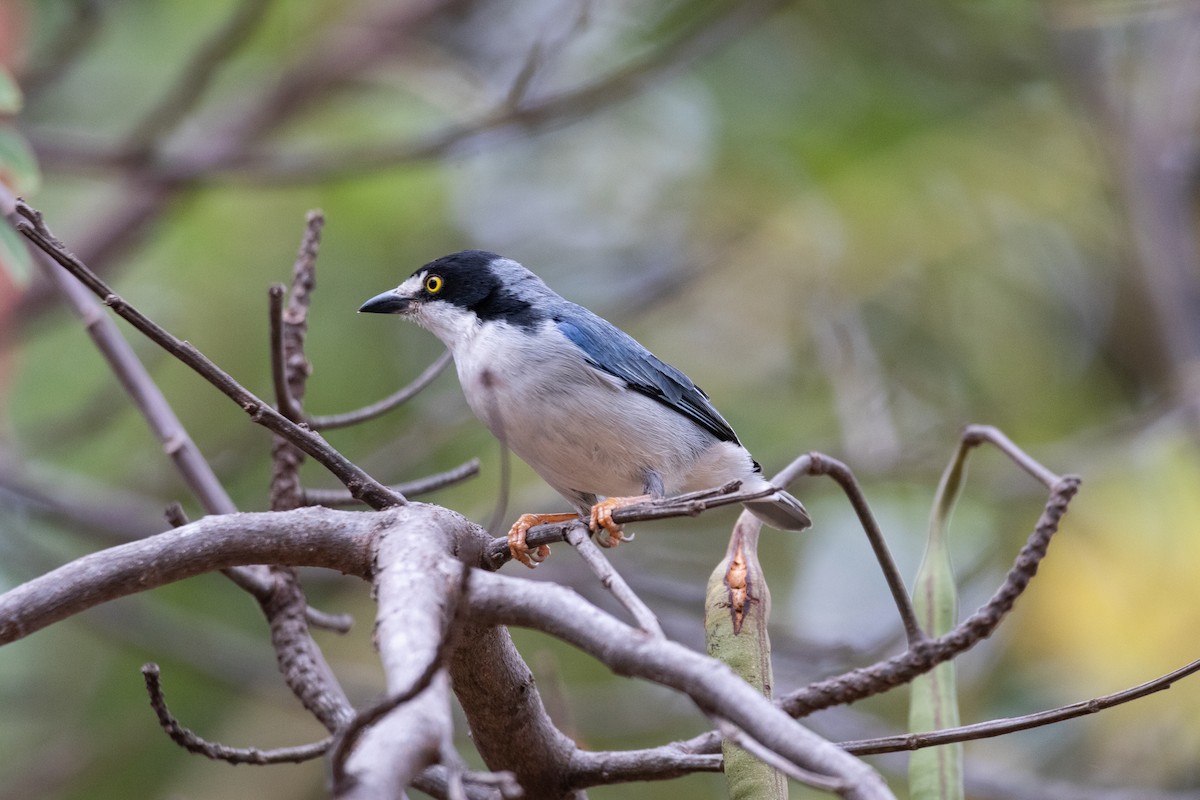 Hooded Tanager - ML620820358