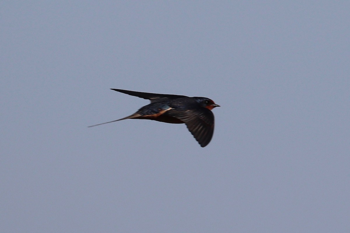 Barn Swallow - ML620820359