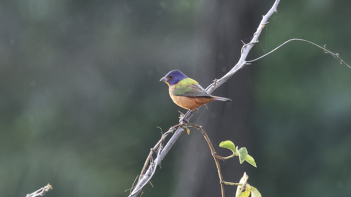 Painted Bunting - ML620820360