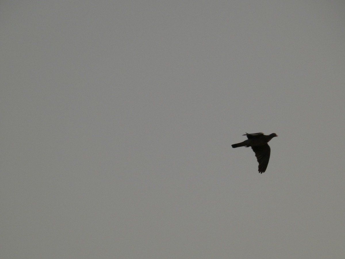 Common Wood-Pigeon - ML620820361