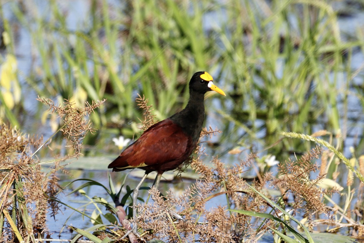 Jacana du Mexique - ML620820362