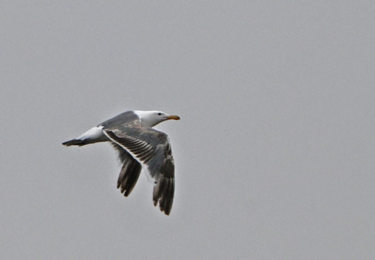 gull sp. - ML620820364