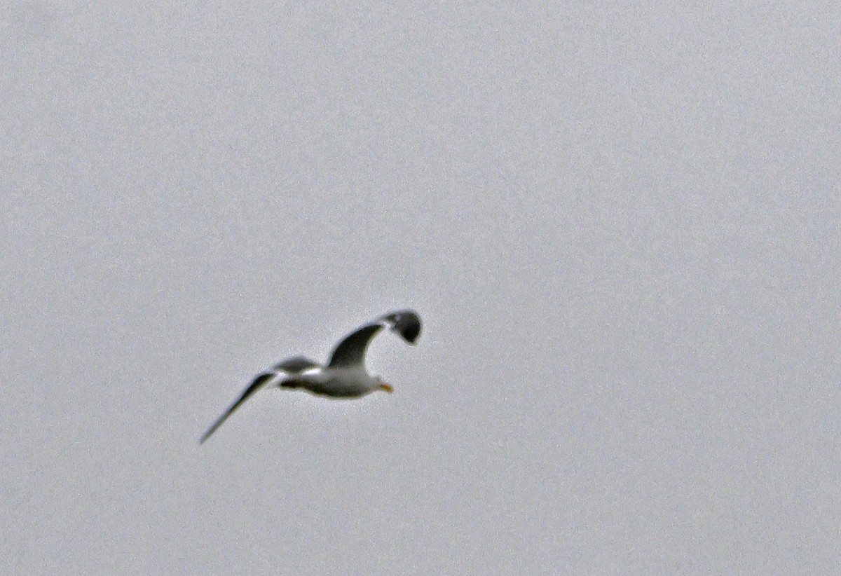 gull sp. - ML620820365