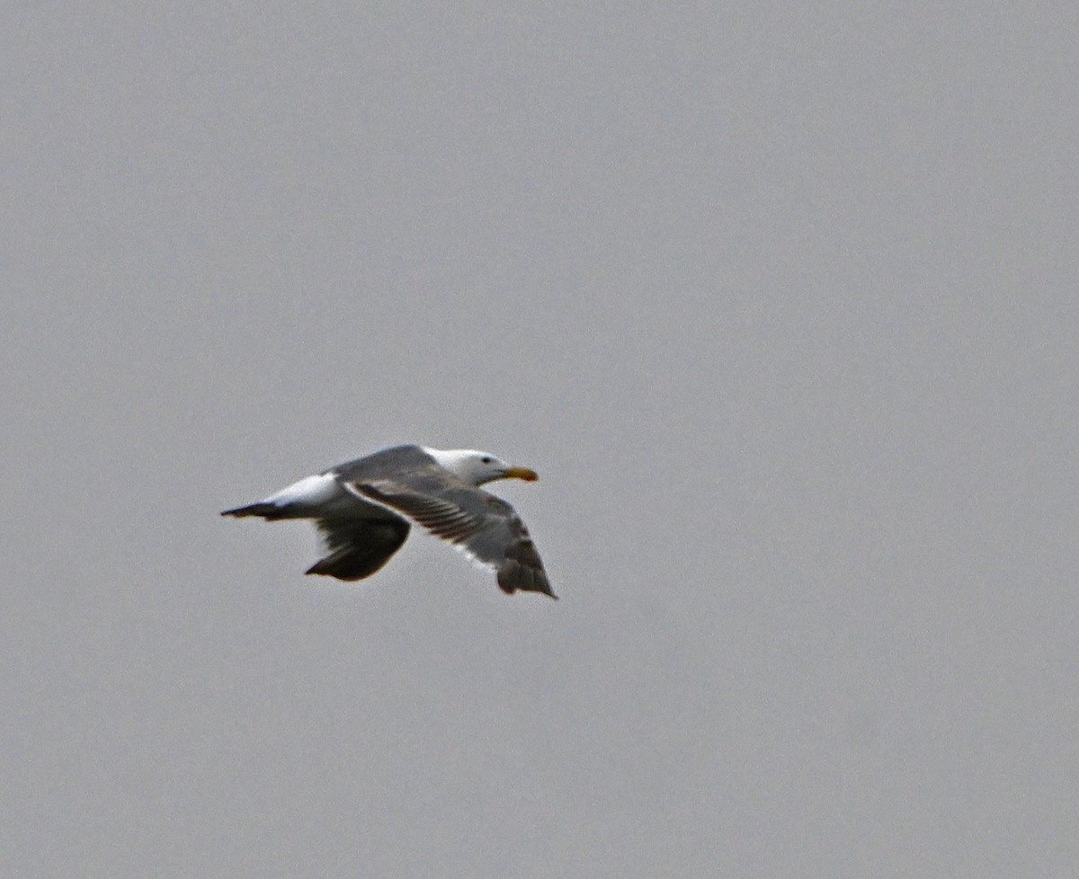 gull sp. - ML620820366