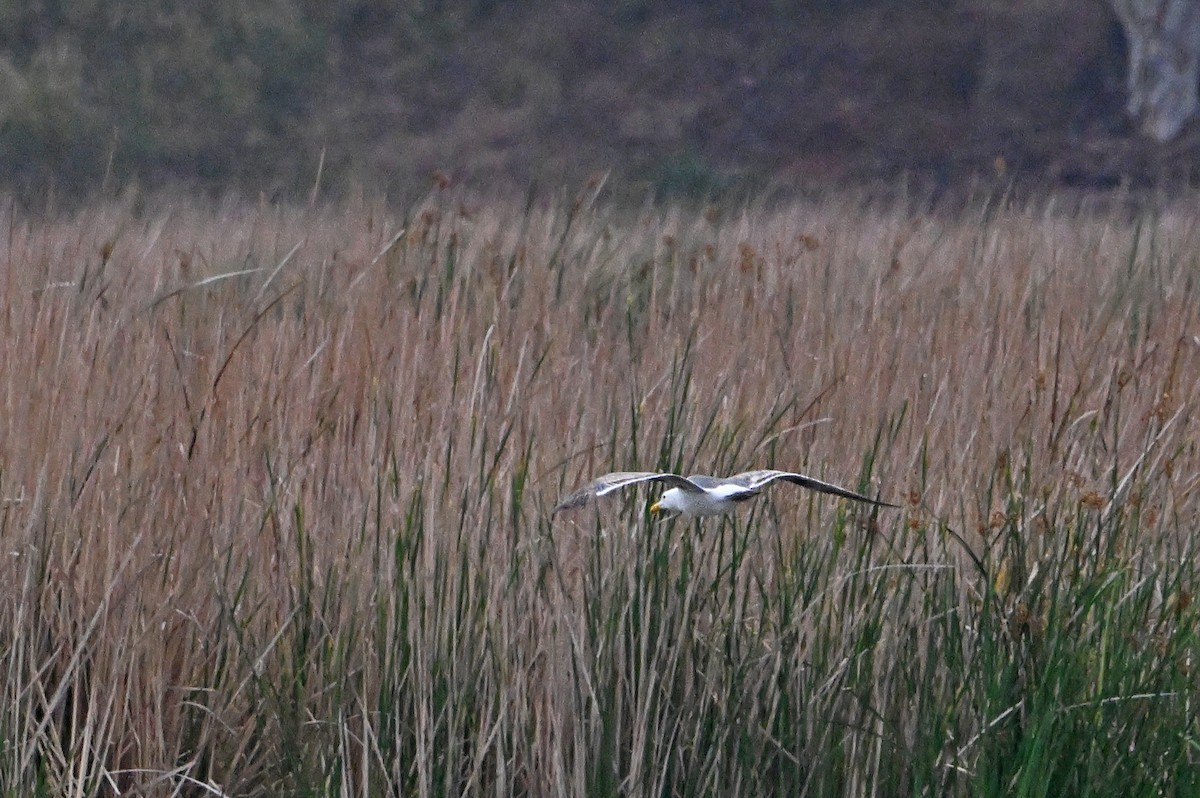 gull sp. - ML620820367