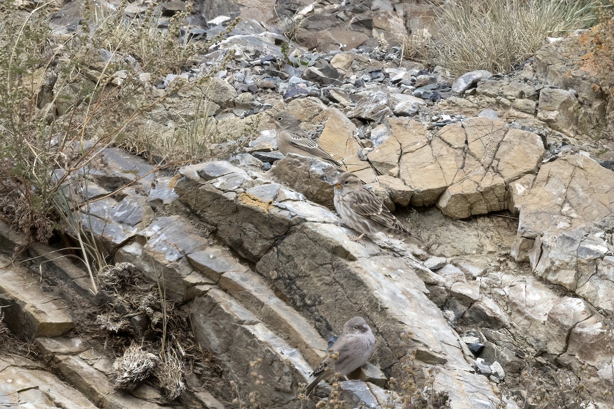 Rock Sparrow - ML620820368