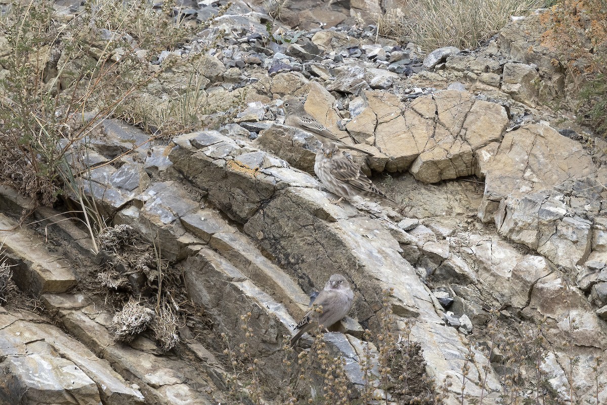 Rock Sparrow - ML620820370