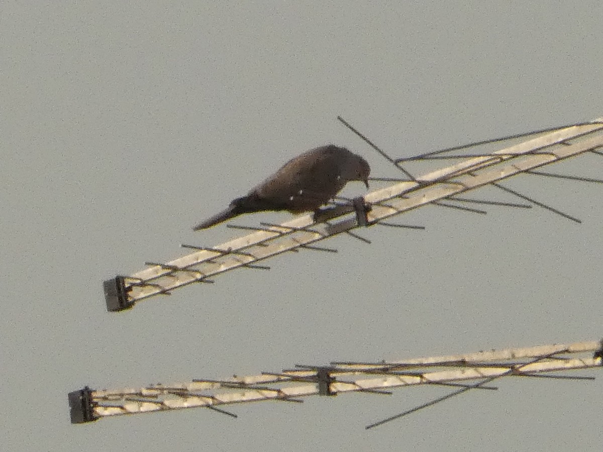 Eurasian Collared-Dove - ML620820371