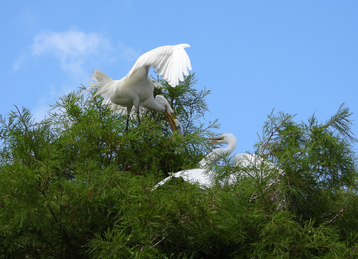 Great Egret - ML620820372