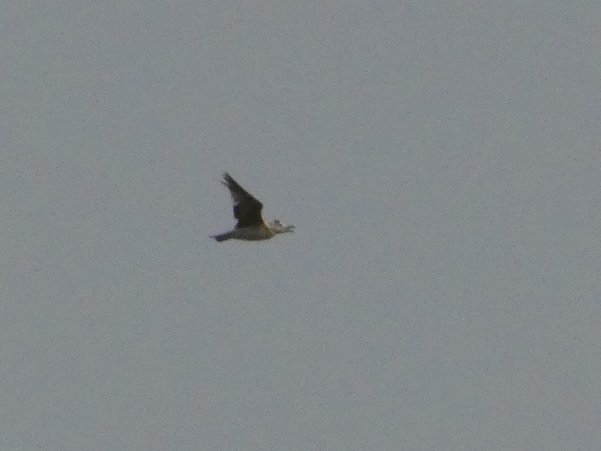 Yellow-legged Gull - ML620820376