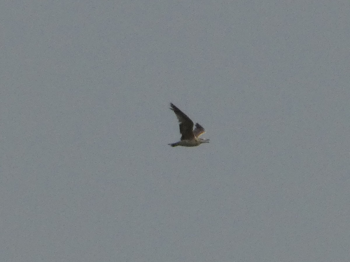 Yellow-legged Gull - ML620820377