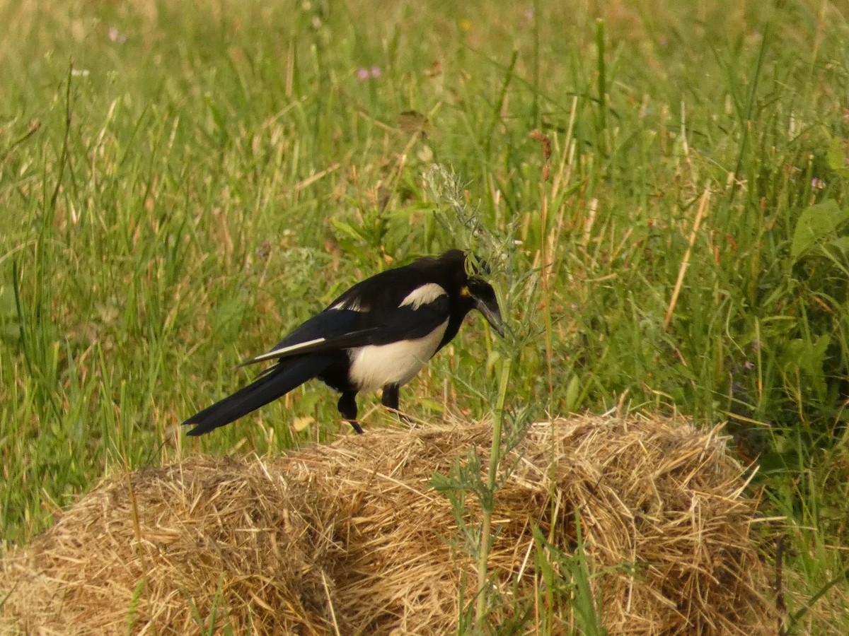 Eurasian Magpie - ML620820378