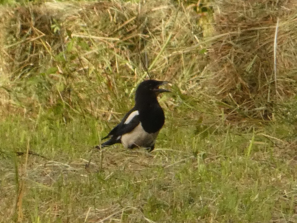 Eurasian Magpie - ML620820379