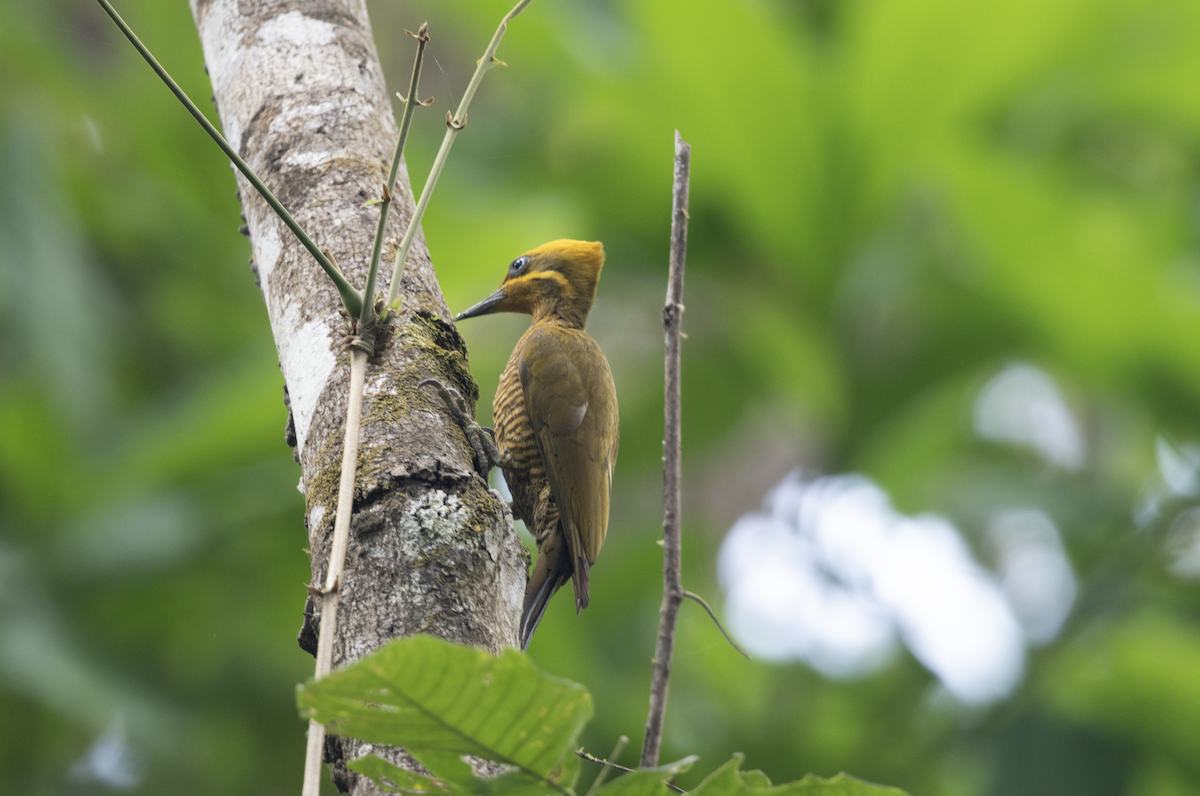 Golden-green Woodpecker - Marta Curti whitehawkbirding.com