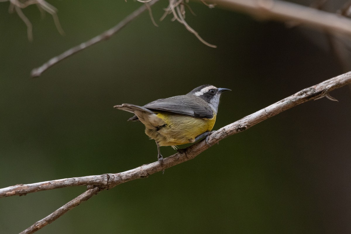 Bananaquit - ML620820383