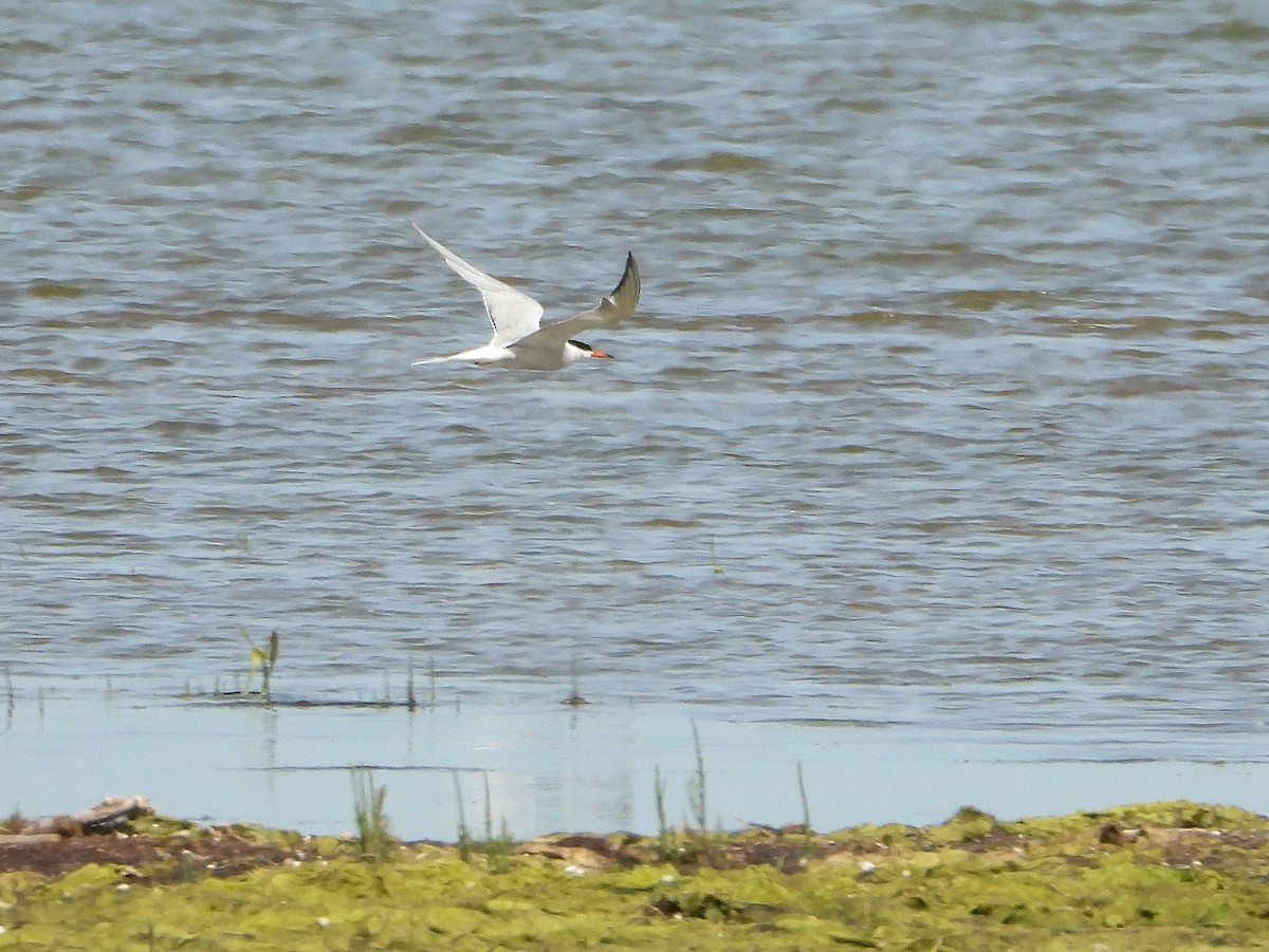 Common Tern - ML620820384