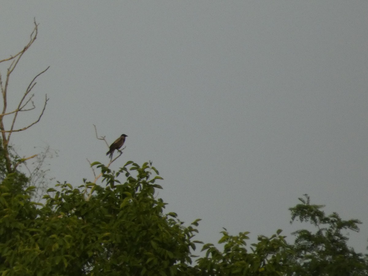 Hooded Crow - ML620820398