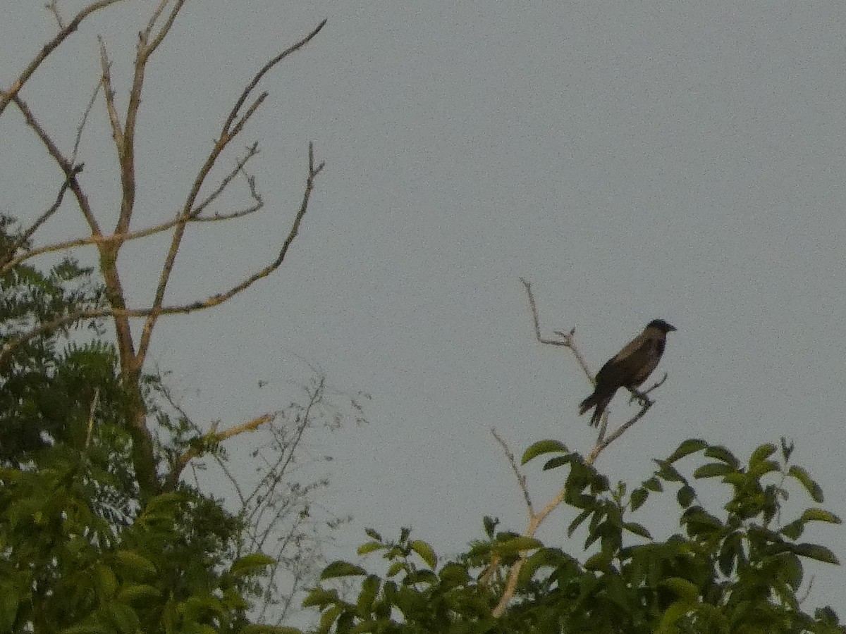 Hooded Crow - ML620820399