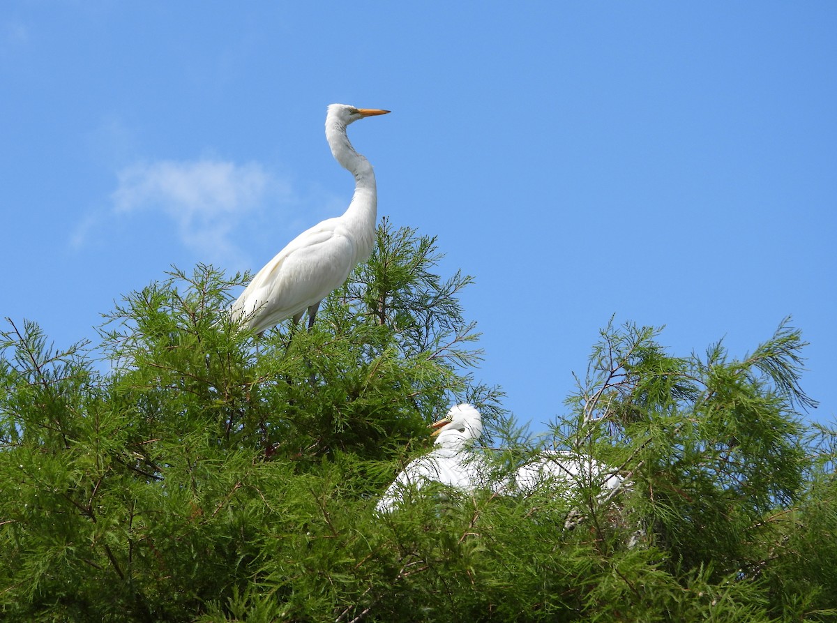 Great Egret - ML620820400