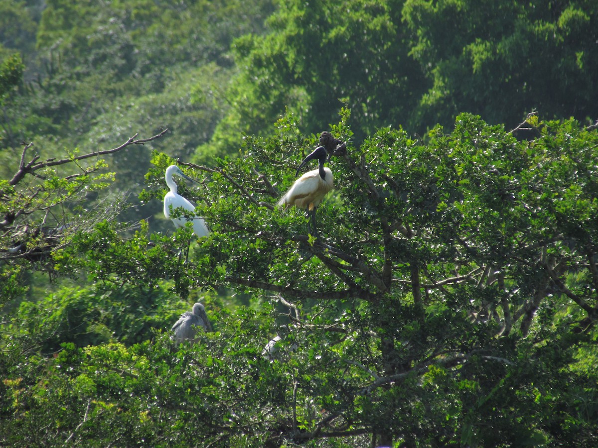 Black-headed Ibis - ML620820402