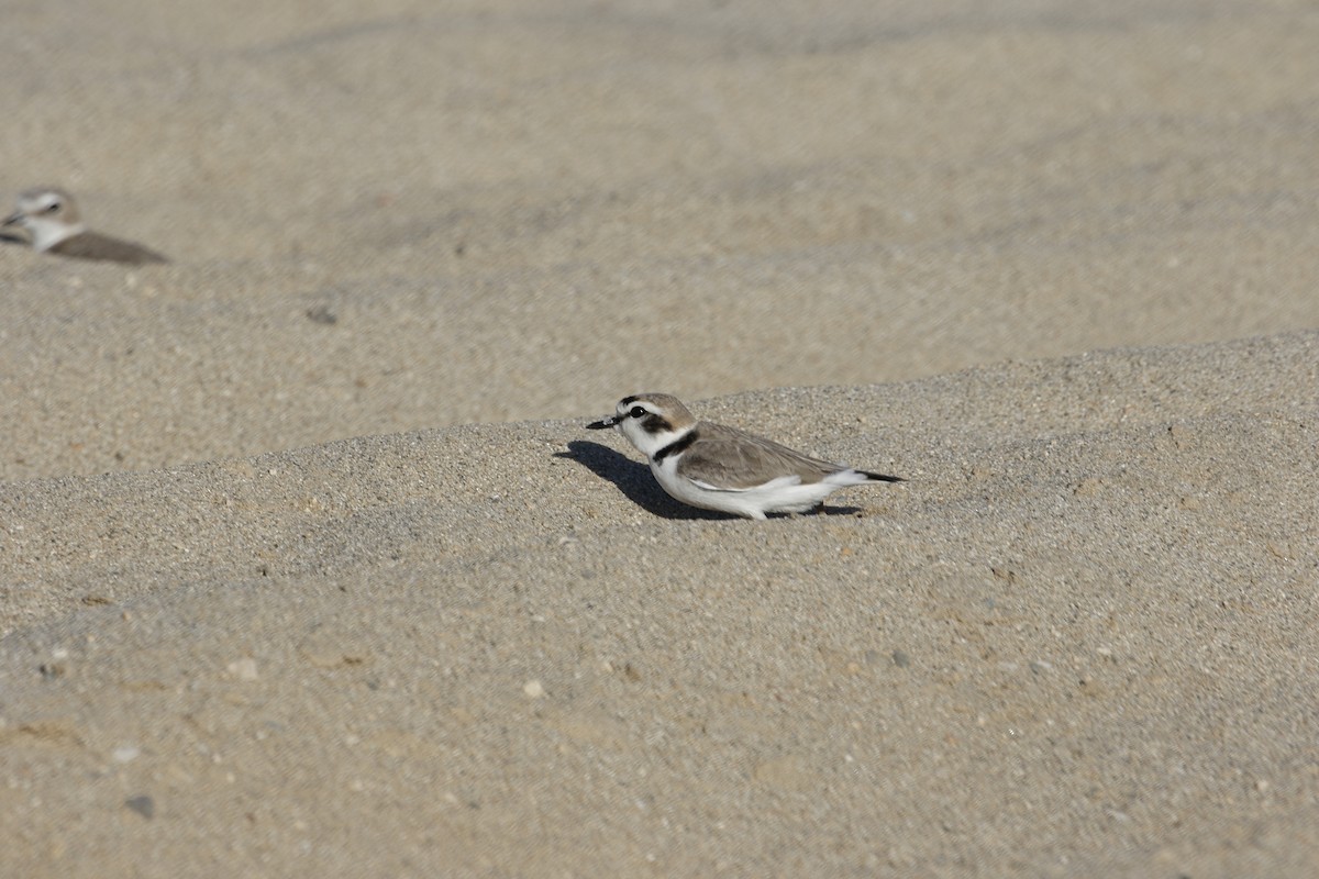 Collared Plover - ML620820403