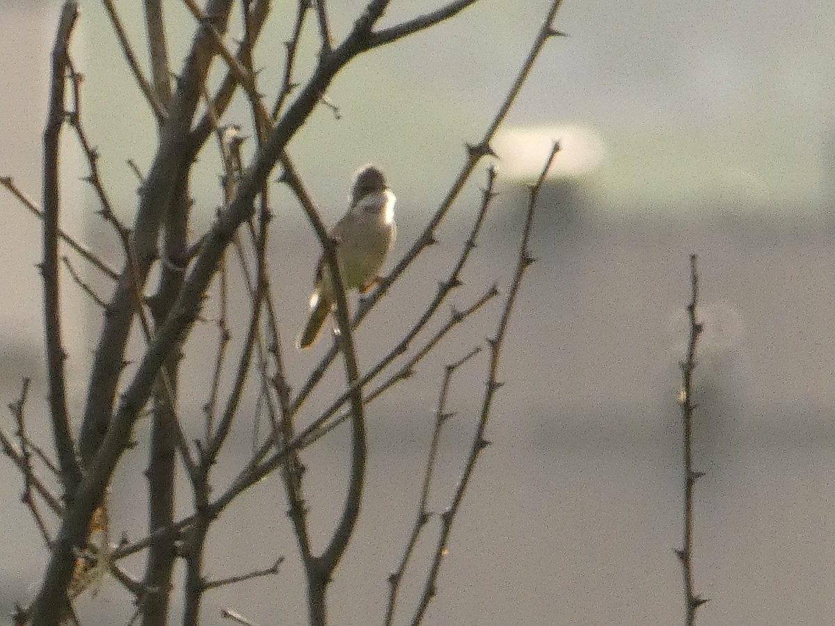 Greater Whitethroat - ML620820405