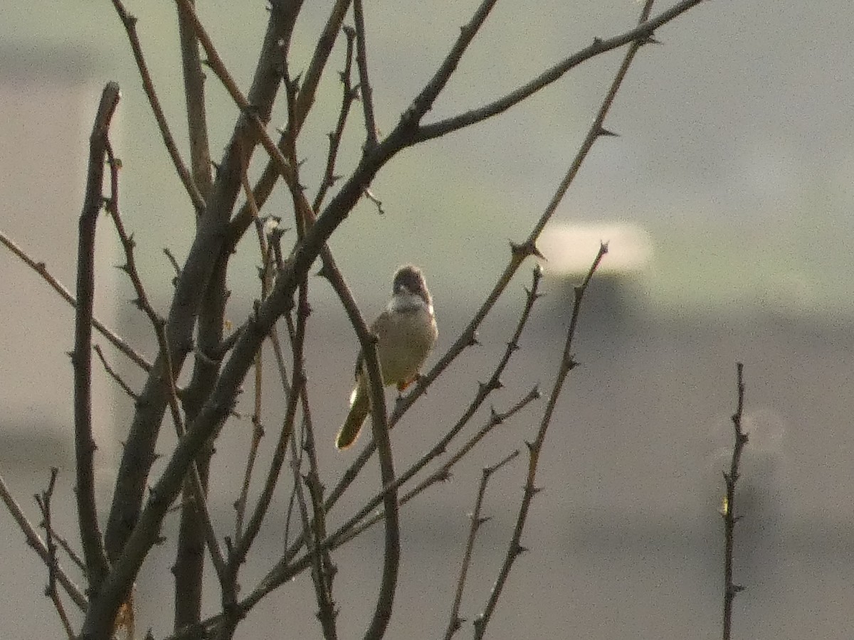 Greater Whitethroat - ML620820406