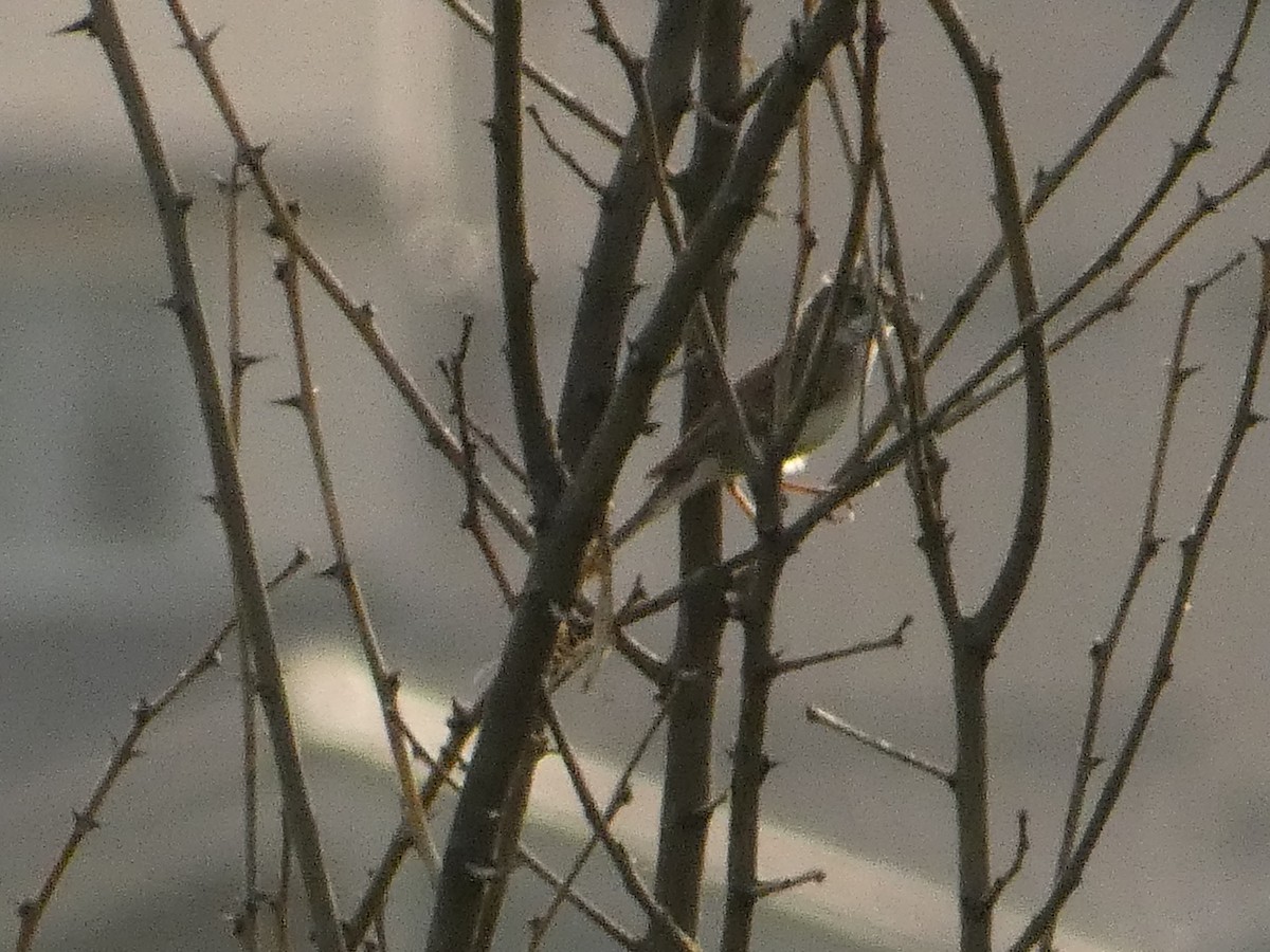 Greater Whitethroat - ML620820407