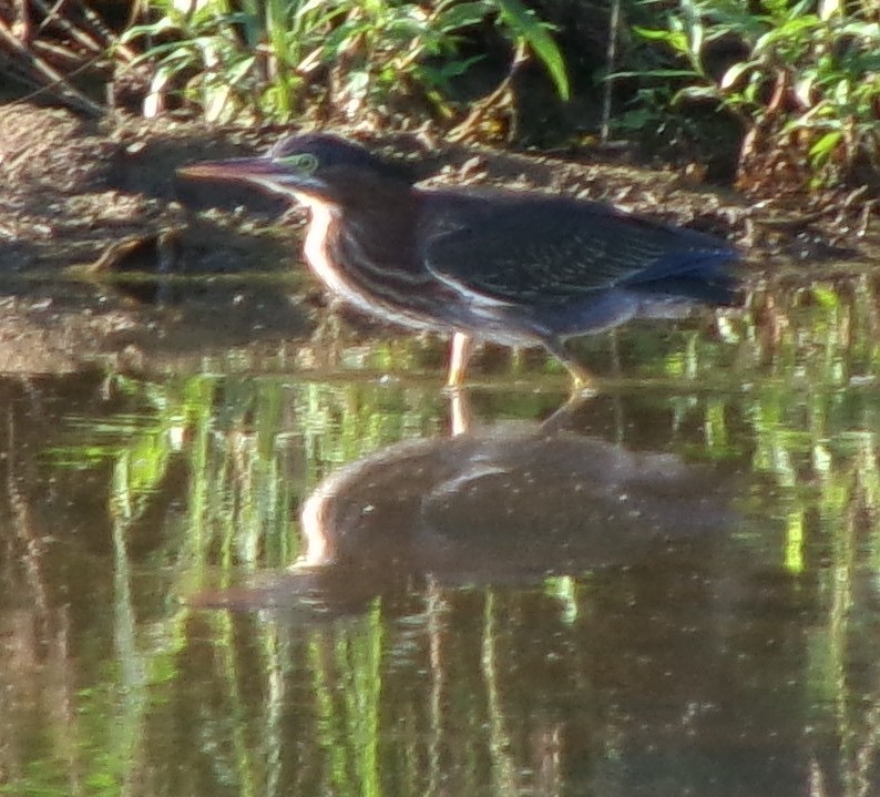 Green Heron - ML620820408