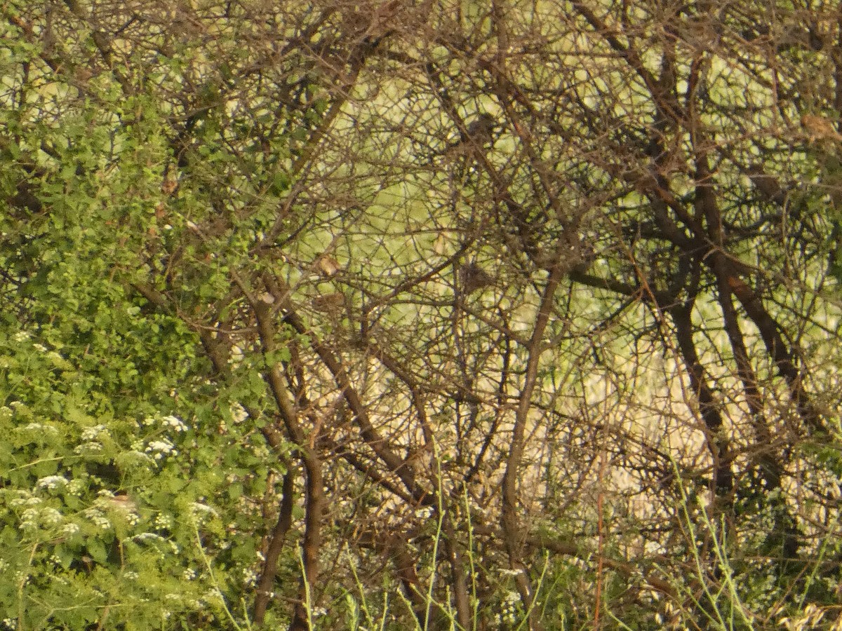 Eurasian Tree Sparrow - ML620820415