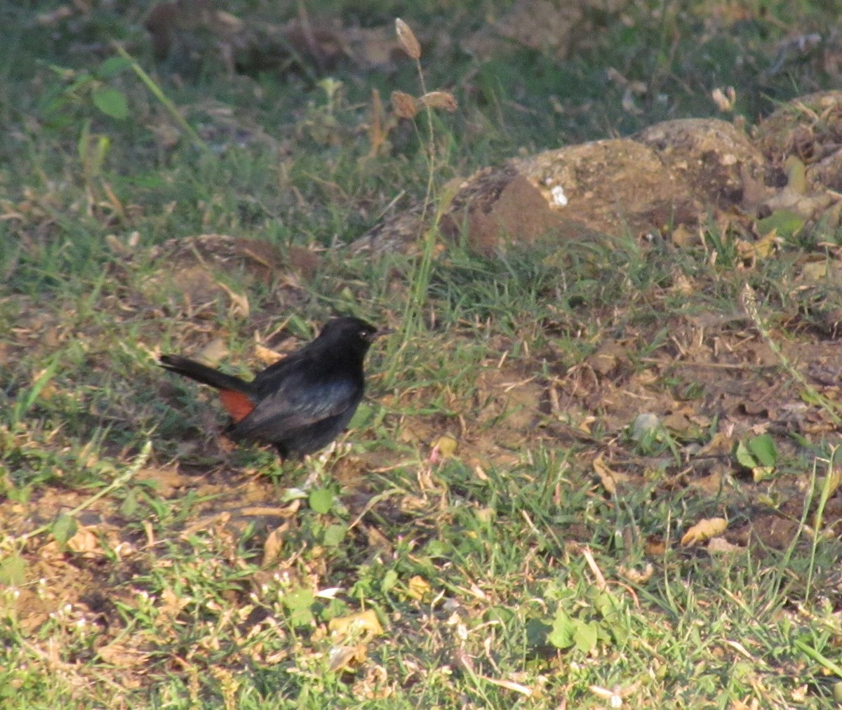 Indian Robin - ML620820416