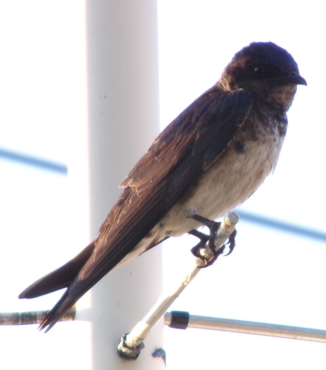 Golondrina Purpúrea - ML620820418