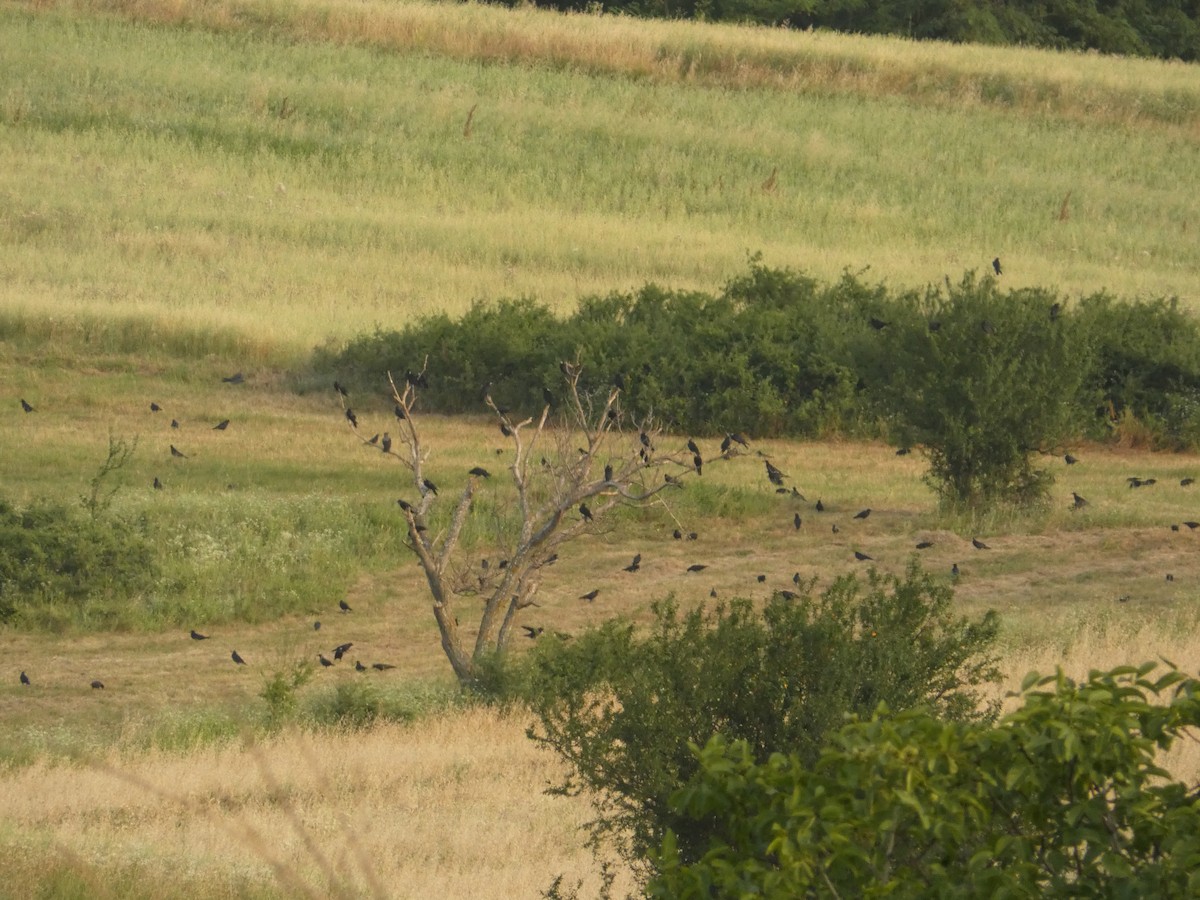 Eurasian Jackdaw - ML620820419