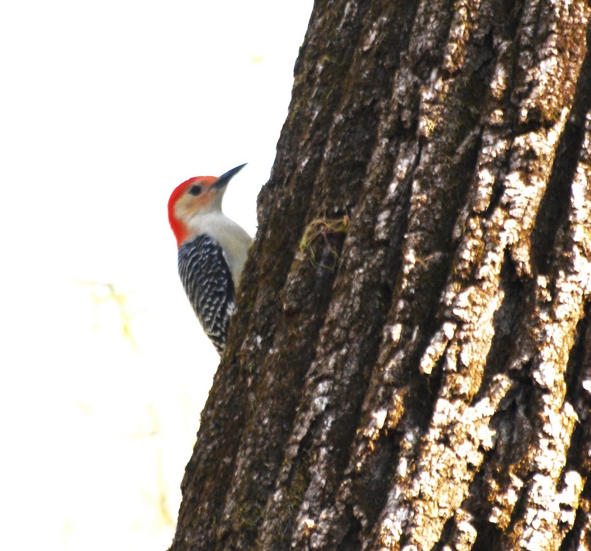 Red-bellied Woodpecker - ML620820420