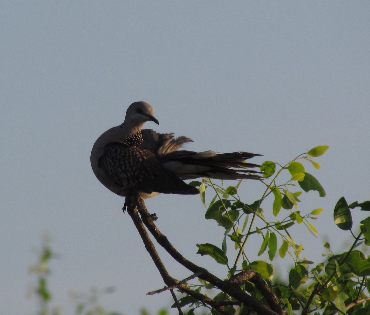 珠頸斑鳩 - ML620820423