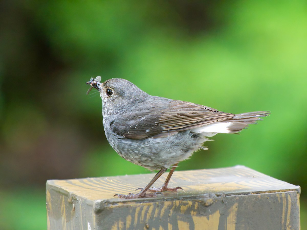 Plumbeous Redstart - ML620820425