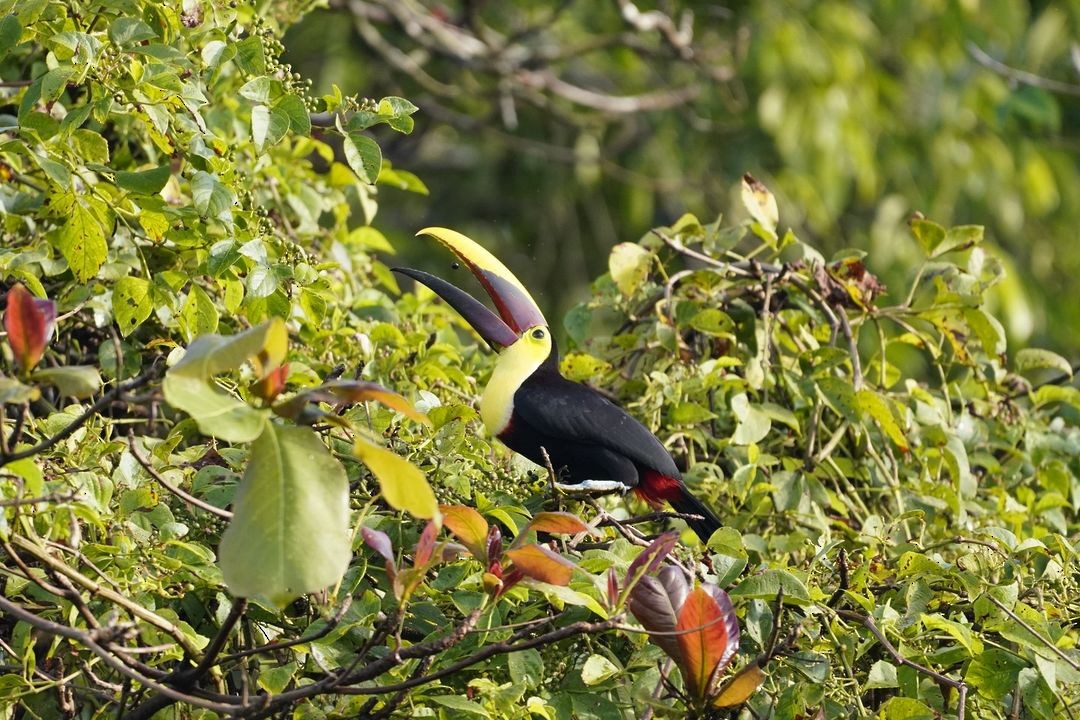 Yellow-throated Toucan - ML620820426