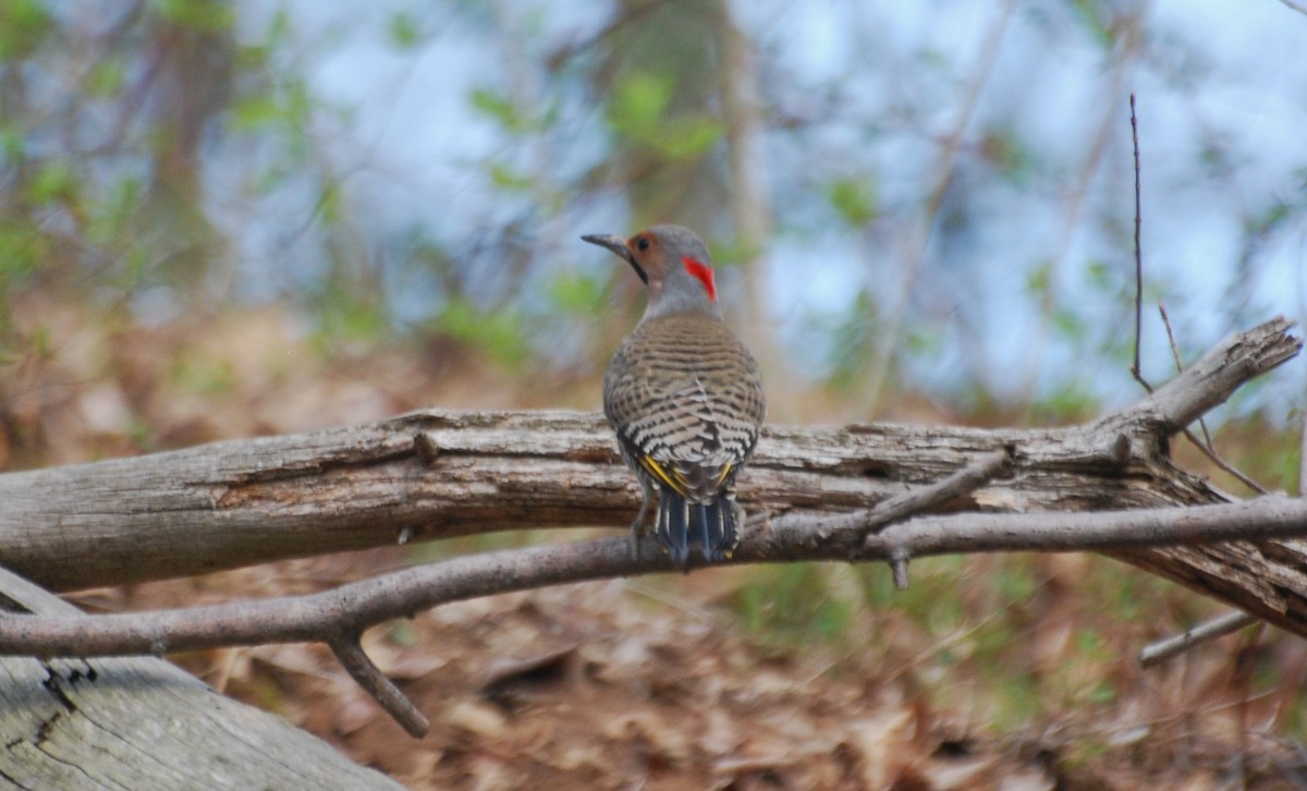 Northern Flicker (Yellow-shafted) - Christian Doerig