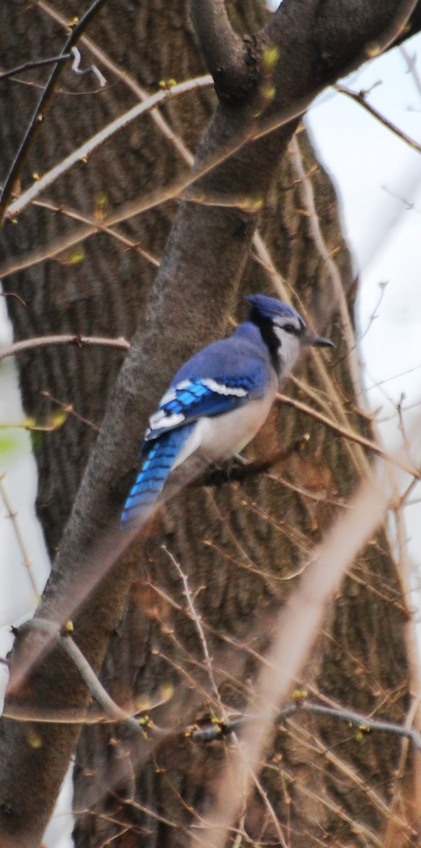 Blue Jay - Christian Doerig