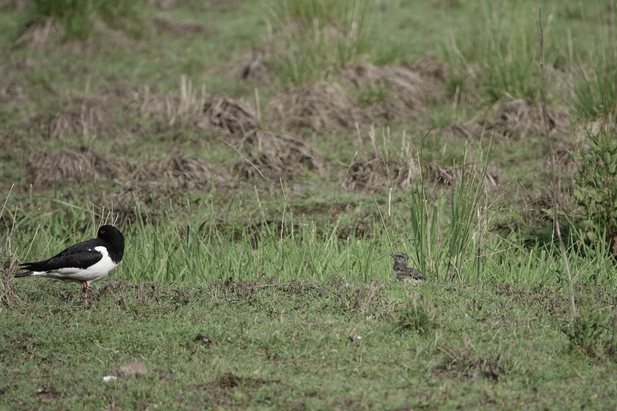 Eurasian Oystercatcher - ML620820435