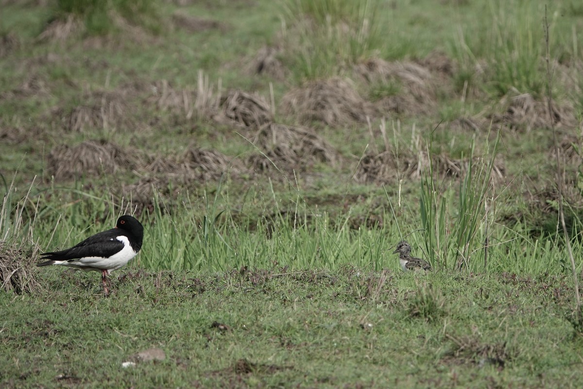 Eurasian Oystercatcher - ML620820436