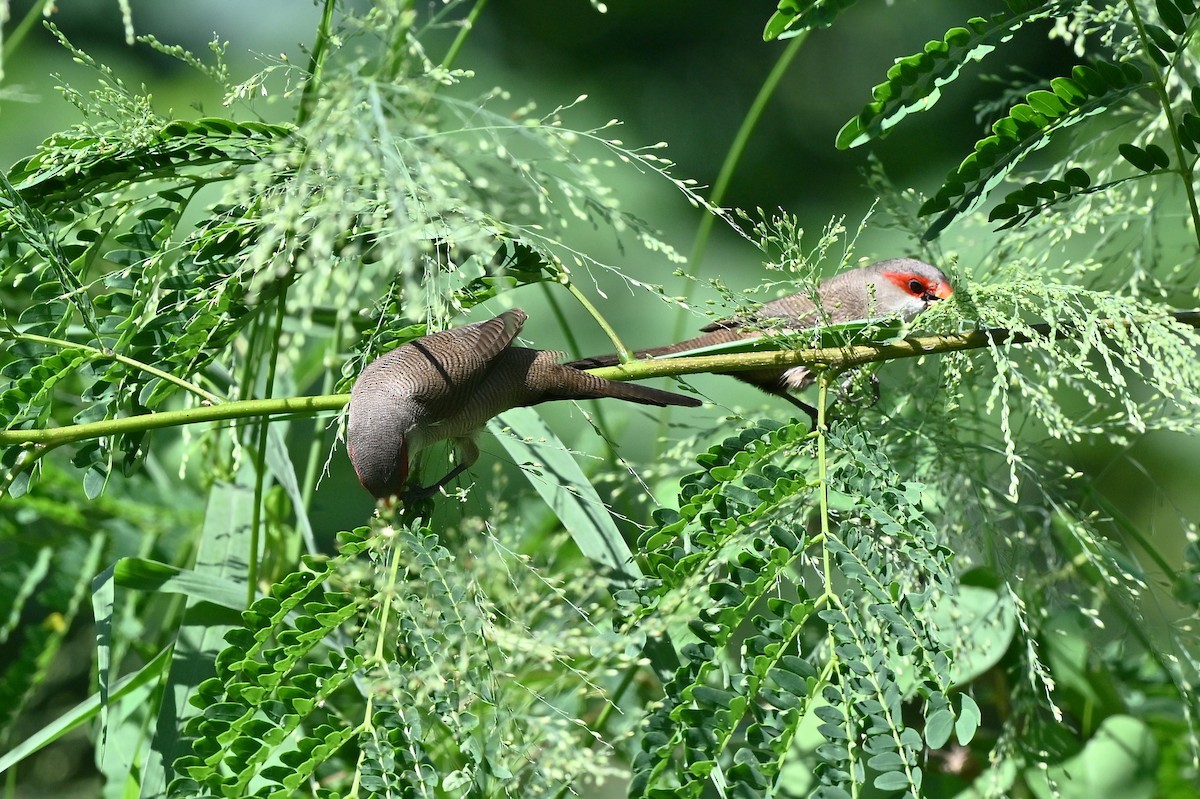 橫斑梅花雀 - ML620820437