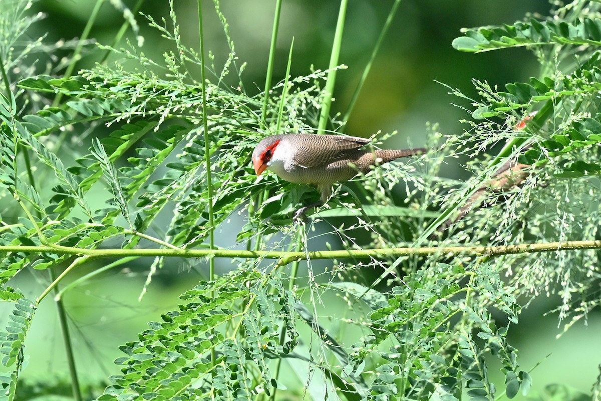 Common Waxbill - ML620820438