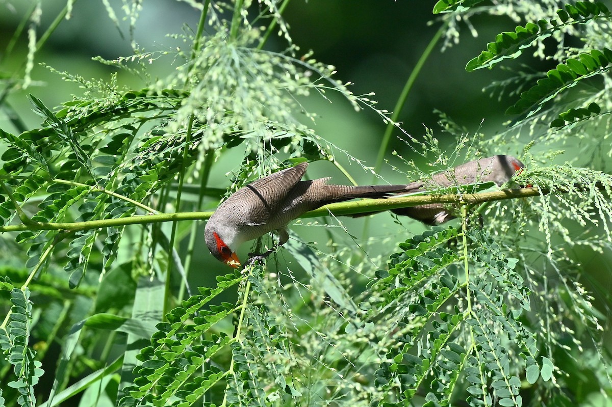 Common Waxbill - ML620820439