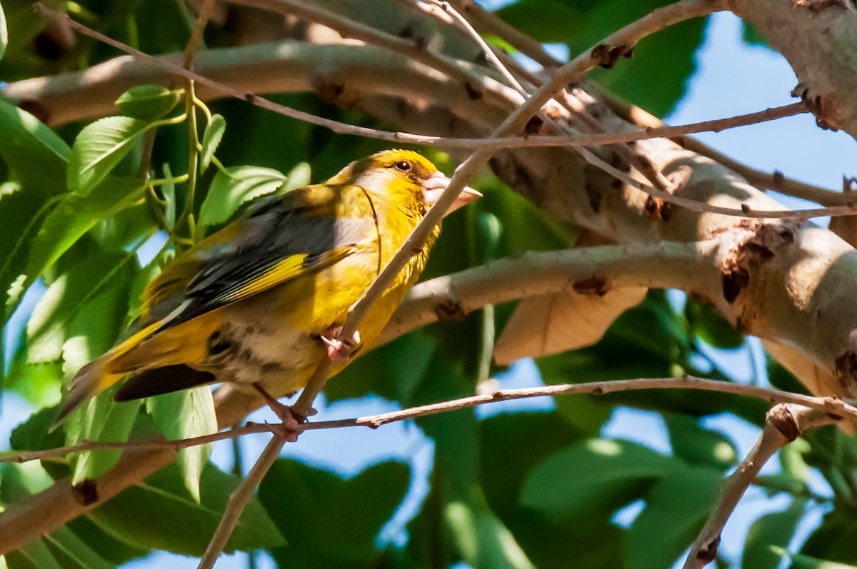 European Greenfinch - ML620820440