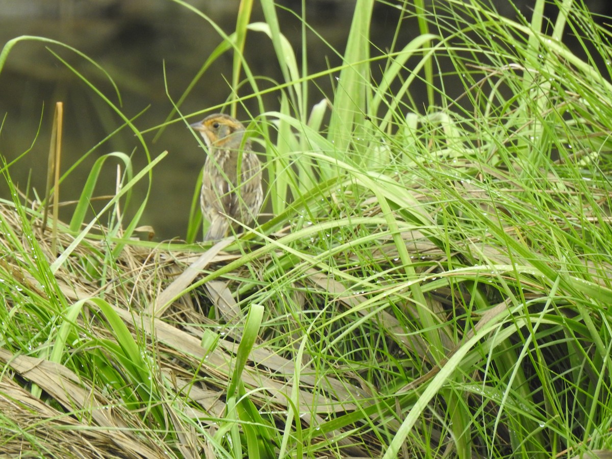 Saltmarsh Sparrow - ML620820441