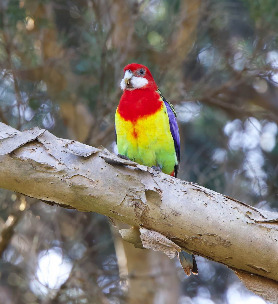 Eastern Rosella - ML620820442