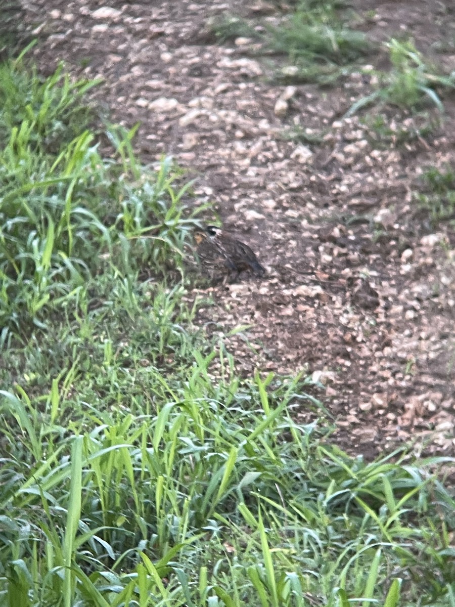 Black-throated Bobwhite - ML620820443