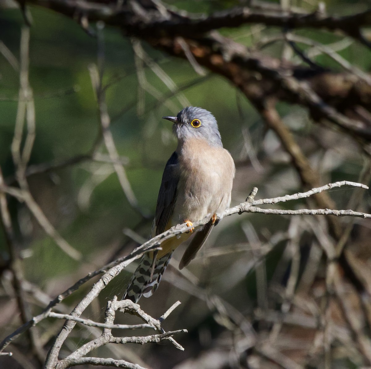 Fan-tailed Cuckoo - ML620820448