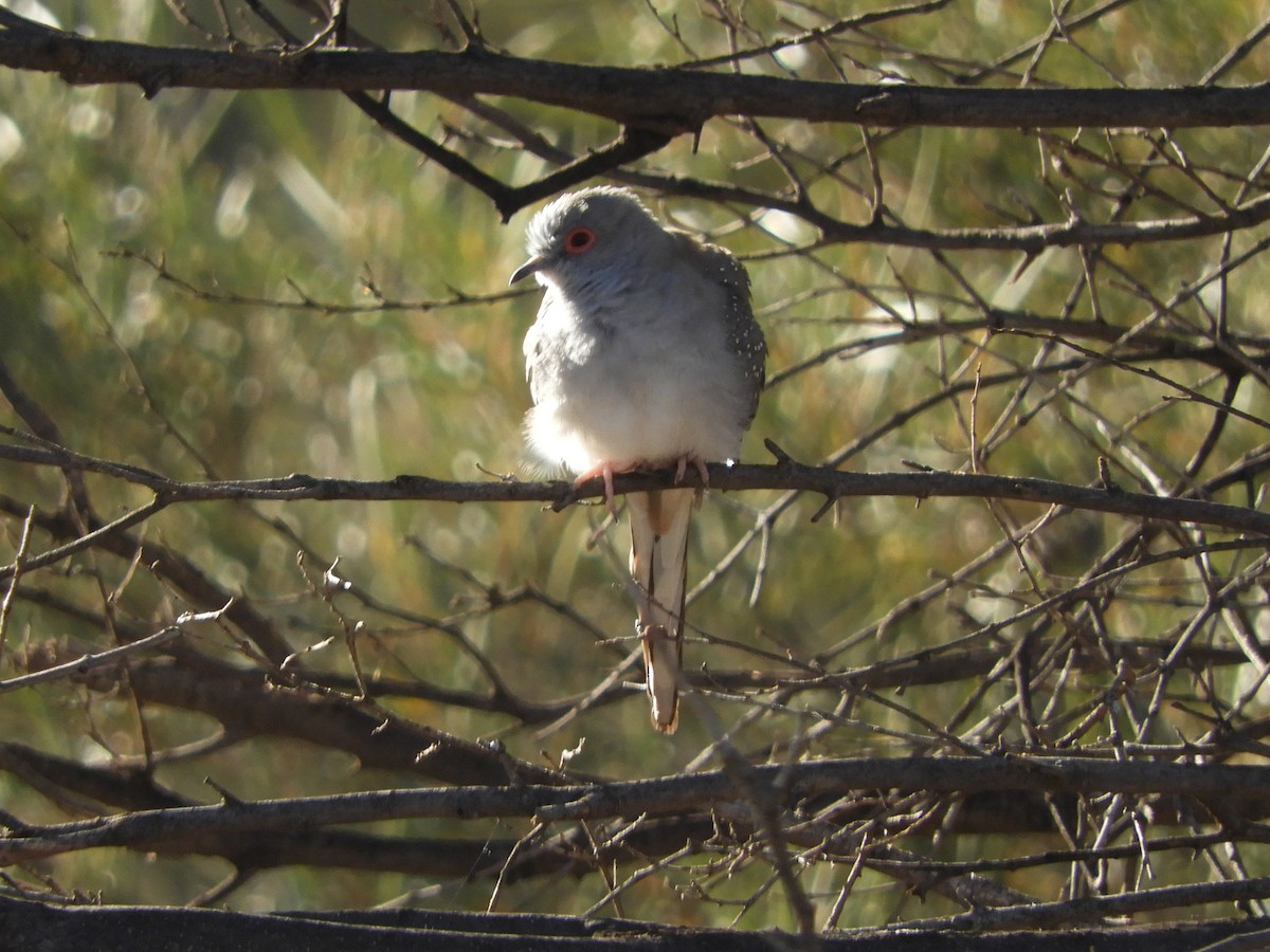 Diamond Dove - ML620820451